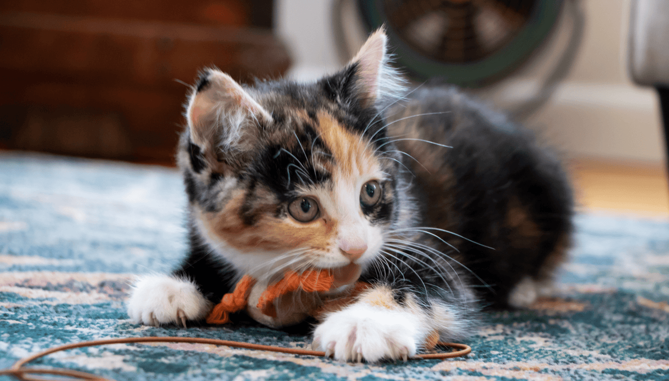 Should I keep my cats belongings separate?