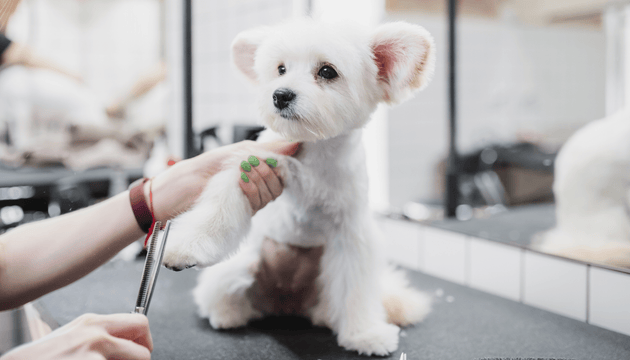 Should i shave my dogs coat in the summer? - Advice from Dog Groomer, Dee Beveridge and Barking Heads