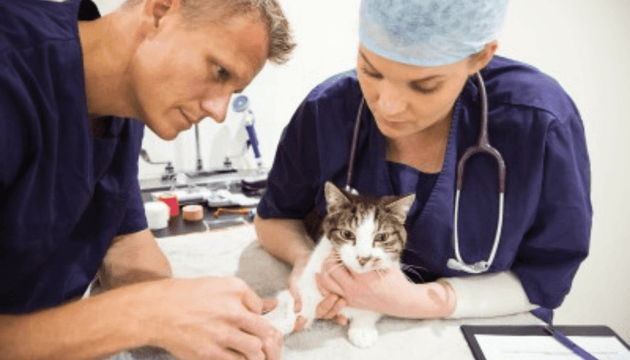 Should my Cat be an Indoor or Outdoor Cat? - Vet Advice from Dr Scott Miller