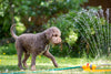 Five top tips for keeping your dog cool in summer
