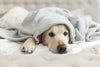 Can dogs get colds?