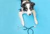 Head to Paw Examination: an at-home guide to your dog’s health