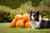 Are pumpkins safe for dogs?