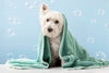 How often should you wash your dog? Our top dog grooming tips