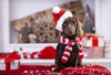 Christmas dachshund