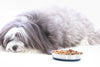 Is your dog a fussy eater? Dr Scott shares the signs and how to fix it.
