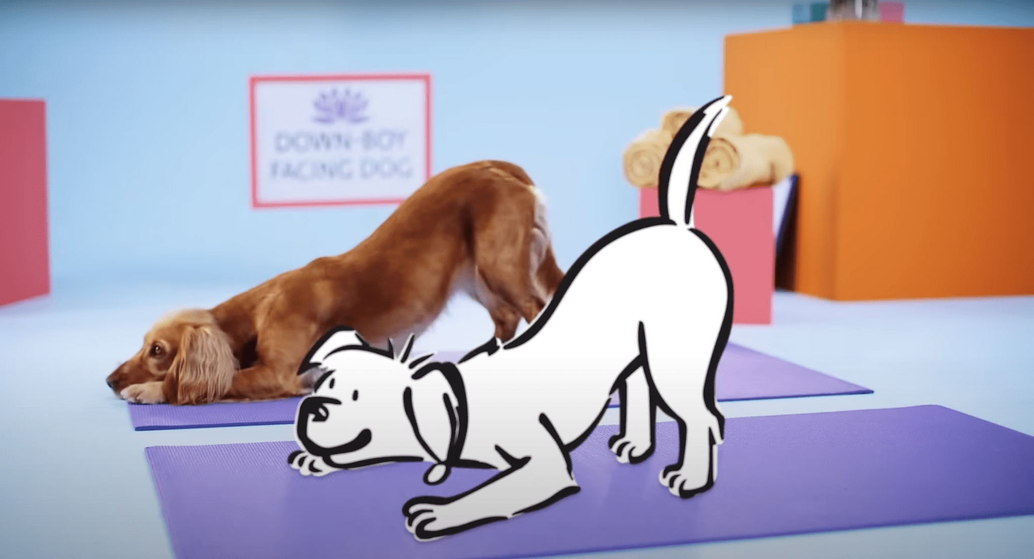 The Benefits of Dog Meditation For You and Your Pooch - Barking Heads & Meowing Heads