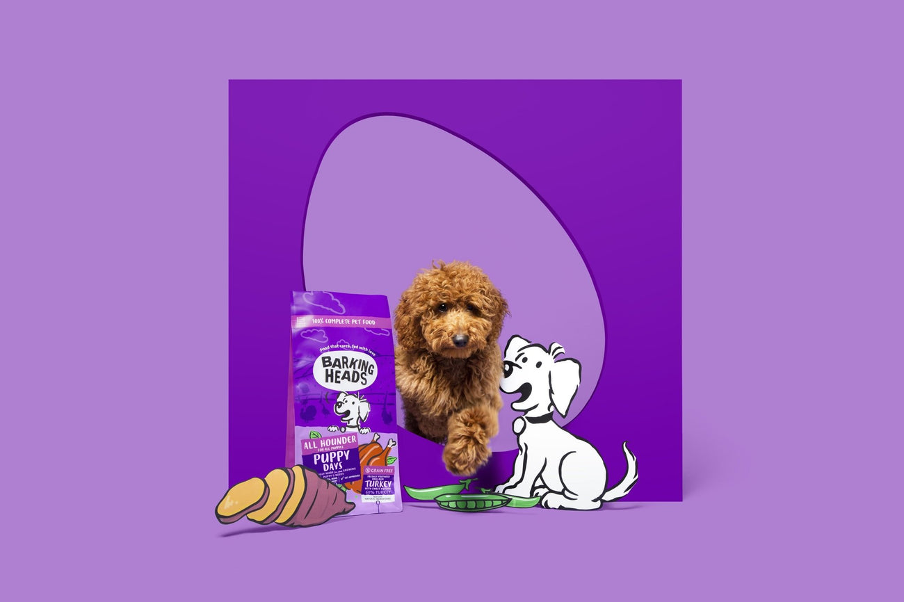 The benefits of feeding wet and dry puppy food