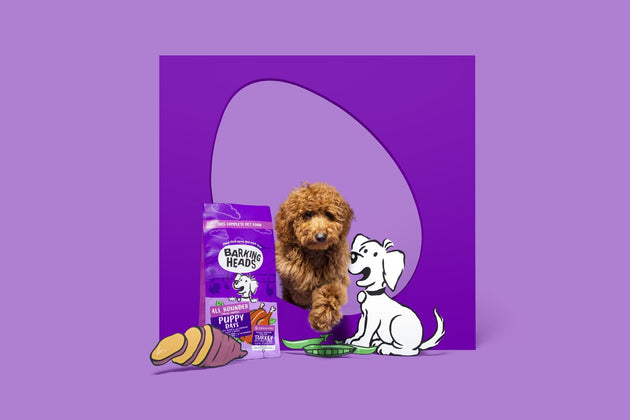 The benefits of feeding wet and dry puppy food