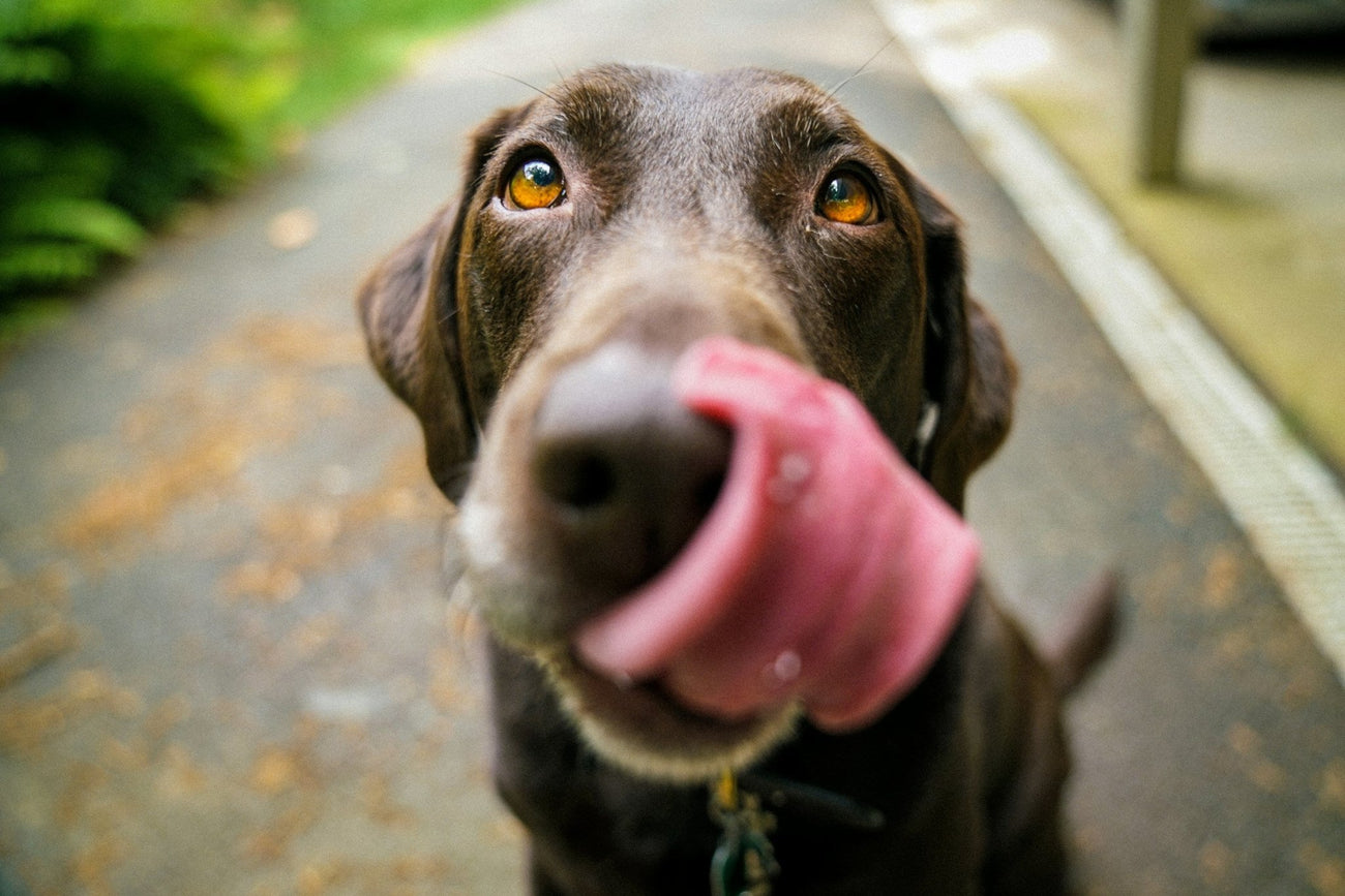 The Bowl Half Full – How much dog food gets wasted in the UK?