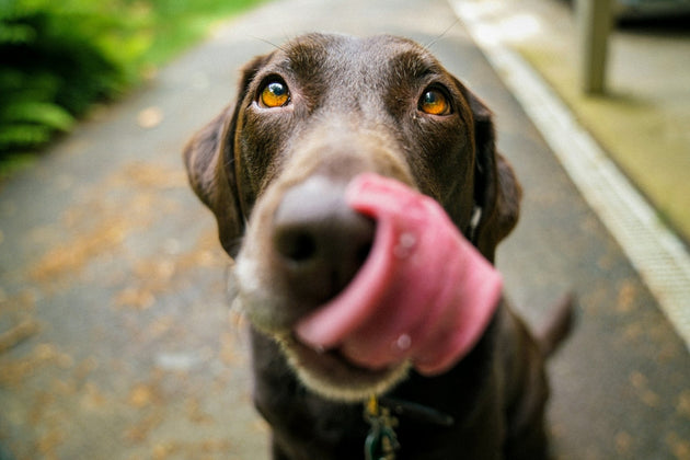 The Bowl Half Full – How much dog food gets wasted in the UK?