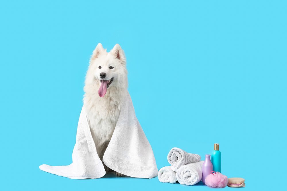 The Ultimate Guide to Dog Grooming: Tips from Barking Heads - Barking Heads & Meowing Heads