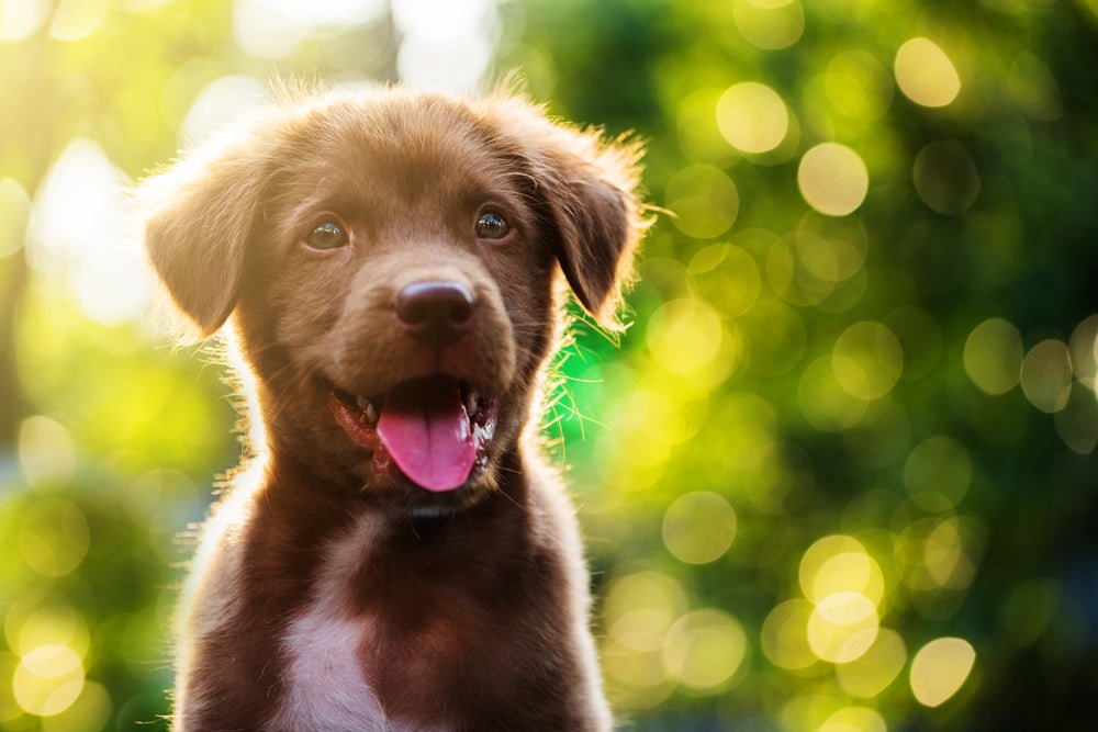 The ultimate new puppy checklist - Barking Heads & Meowing Heads