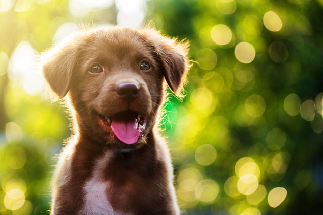 The ultimate new puppy checklist