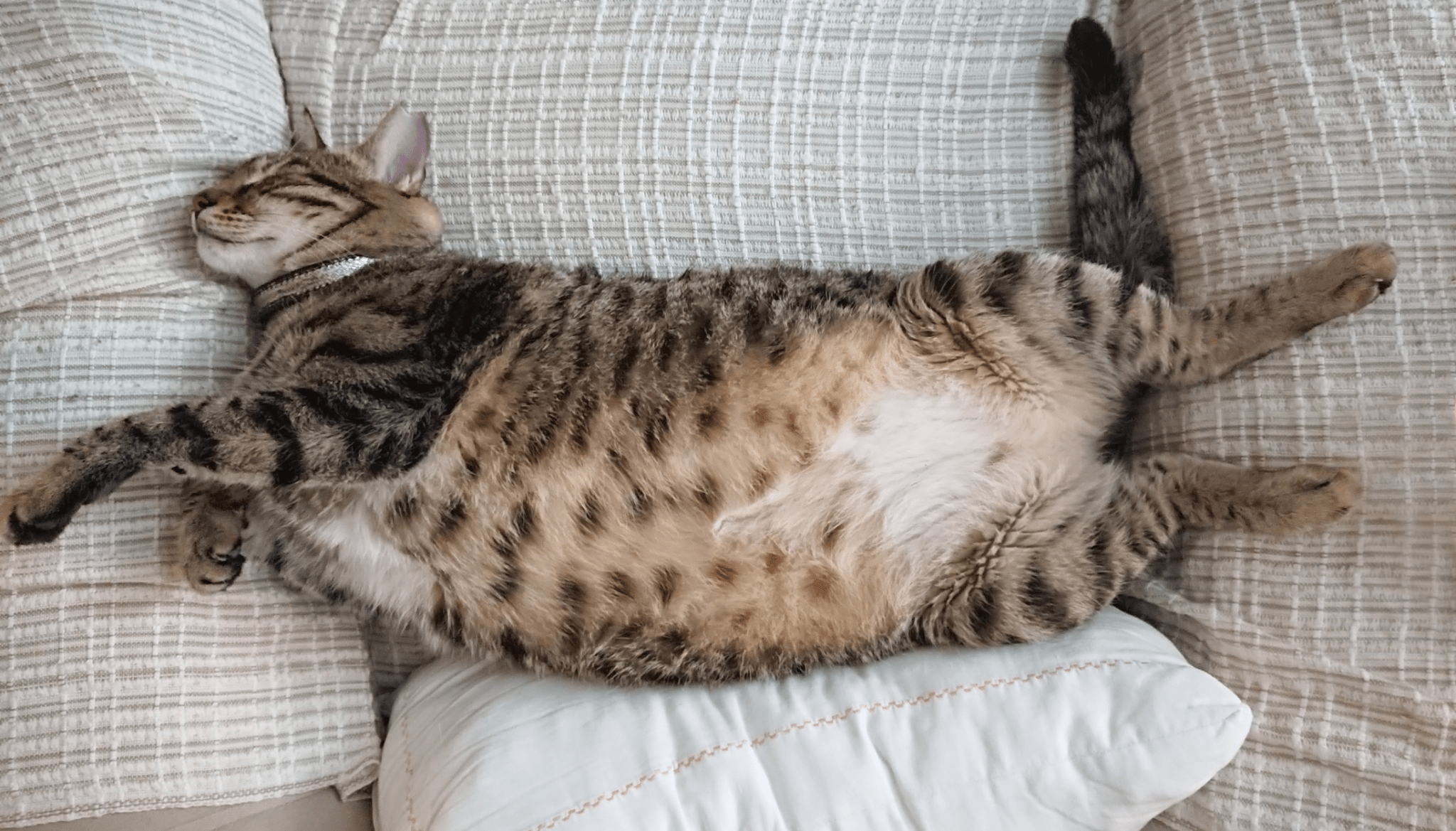 Top Tips for Overweight Cats - Vet Advice from Vet Dr Scott Miller - Barking Heads & Meowing Heads