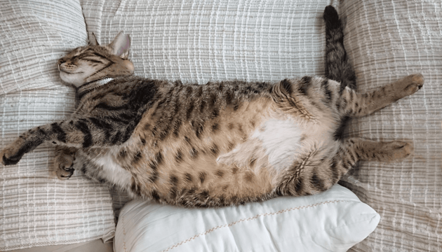 Top Tips for Overweight Cats - Vet Advice from Vet Dr Scott Miller