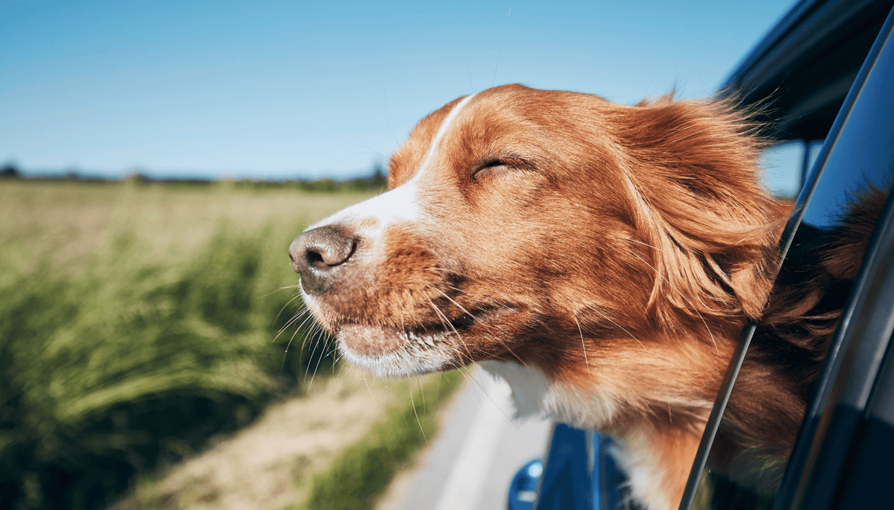 Traveling with your pet - Veterinary Nurse Advice