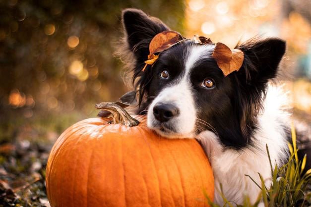 Tricks and treats for a pet happy Halloween
