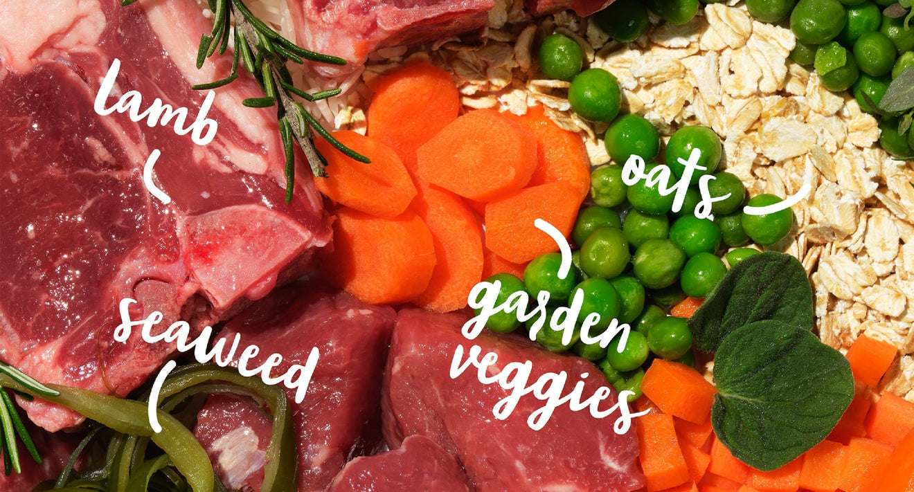 Unleash the Taste Sensation with All Hounder Bowl Lickin' Goodness Lamb