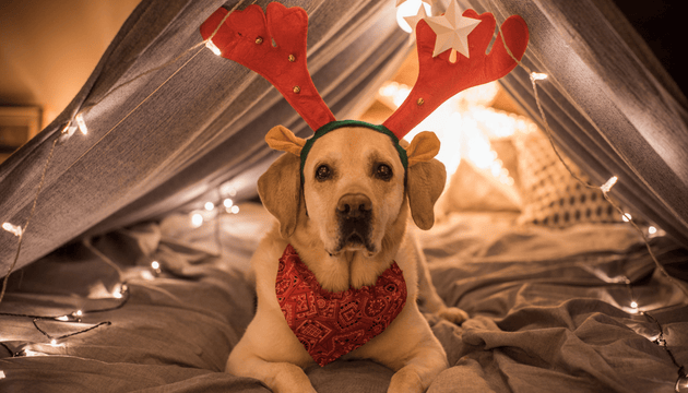 Vet Advice For Christmas from Vet, Dr Scott Miller