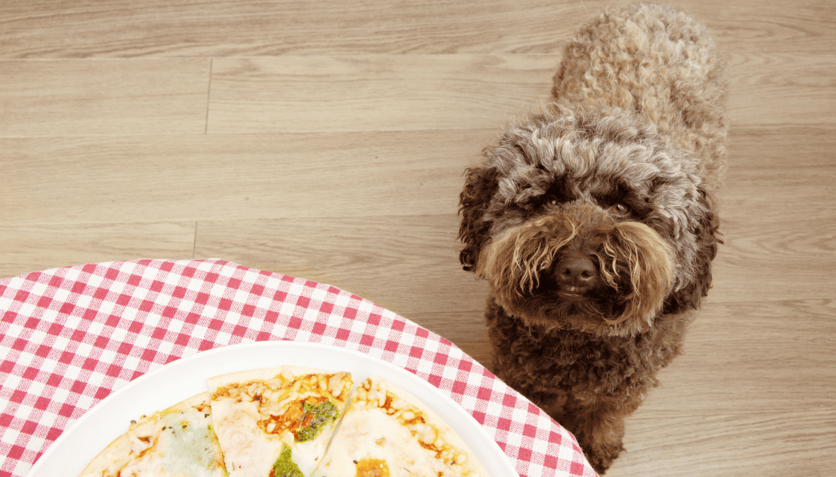 What BBQ foods are dangerous and safe for dogs? from Barking Heads
