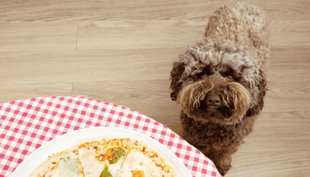 What BBQ foods are dangerous and safe for dogs? from Barking Heads