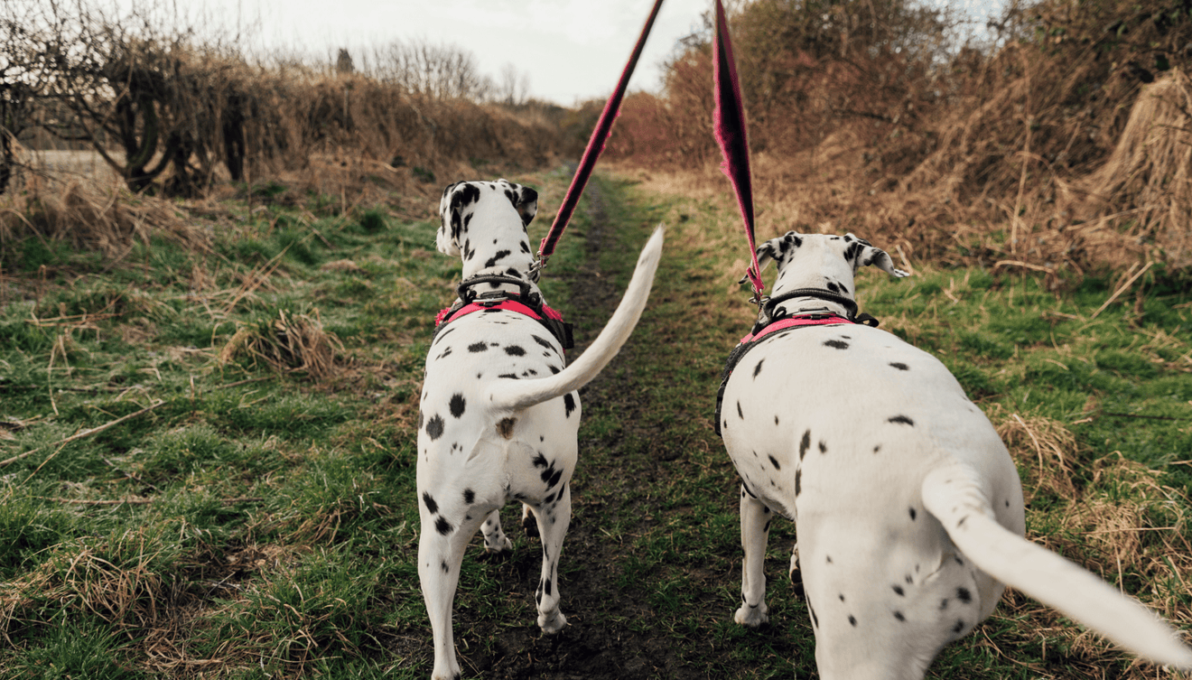 Why do dogs wag their tails? - Vet Advice by Vet Dr Scott Miller