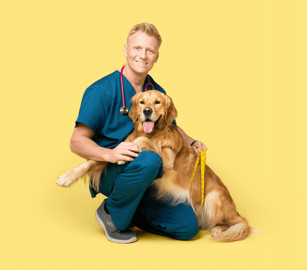 Why is my dog gaining weight? Common causes and what they mean