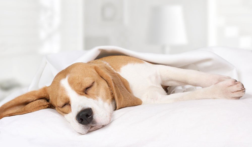 Why is my dog sleeping so much?
