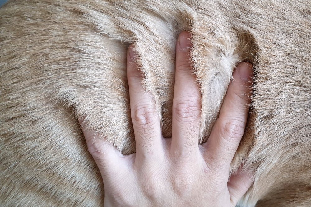 Close up of a person's hand placed on a short haired dog coat