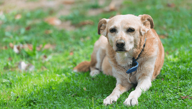 Why Senior Dogs Require a Special Diet