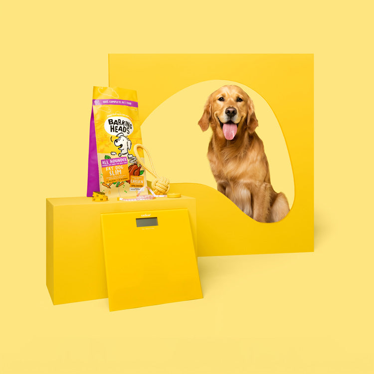 Yellow pet product display with a dog and Barking Heads dog food bag on a yellow background