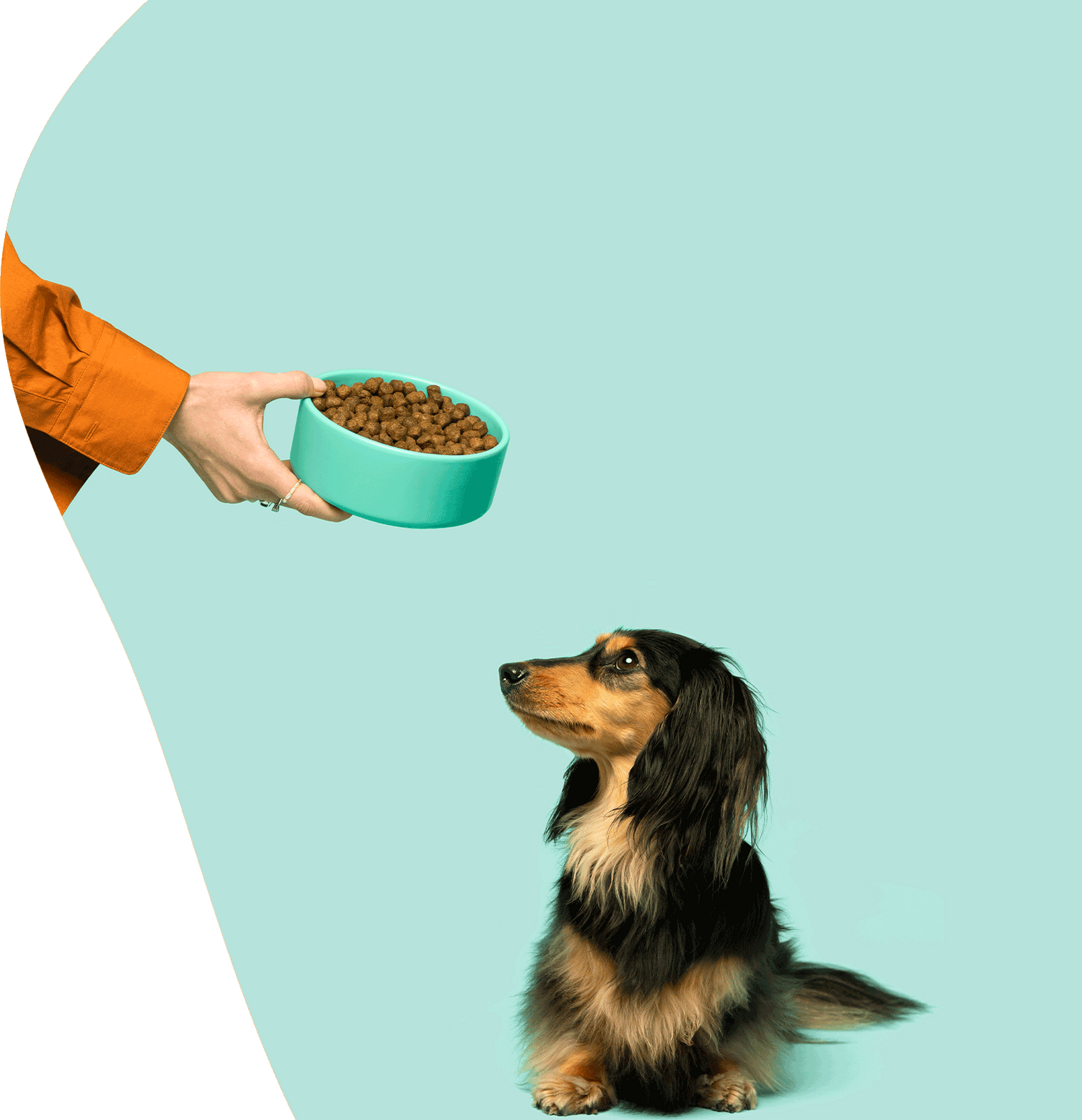 A person handing a dog a bowl of food