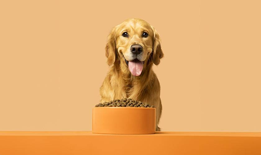 Happy Labrador in Front of Bowl of Kibble