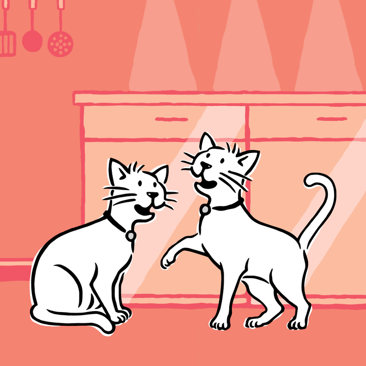 Meowing Heads Wet Cat Food Variety PackN Barking Heads & Meowing Heads