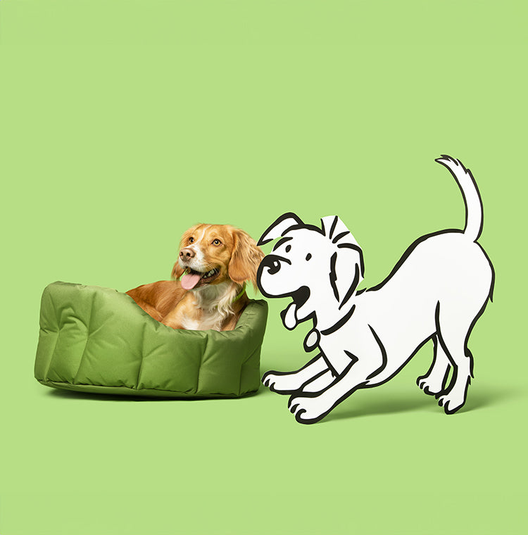 Dog sitting in a green pet bed with a cartoon dog on a light green background